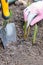 Sprouts of first tulips in early spring coming through soil,  human hand with protective glove  and small shovel in the soil