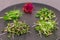 Sprouts on a gray plate on a gray background. Microgreens, radishes, mustard, arugula, peas, amaranth, antioxidant