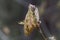 Sprouts of a northern red oak, Quercus rubra