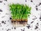 Sprouts of peas microgreen with soil and worms