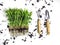 Sprouts of peas microgreen with soil and worms, gardening tools