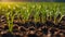 sprouts of plants in the field agricultural closeup green environment plant