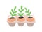 Sprouts or seedlings growing in pots or planters isolated on white background. Plant germination and growth, houseplant