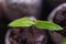 Sprouts of seedlings of pepper plants in the ground, small seedlings for growing in greenhouses