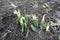 Sprouts of snowdrops with white buds in March