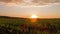 Sprouts at sunset. Time Lapse