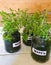 Sprouts of thyme seedlings at home in glass jars