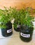 sprouts of thyme seedlings at home in glass jars