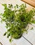 sprouts of thyme seedlings at home in glass jars