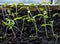 Sprouts of tomato seedlings have just sprung up, narrow focus area