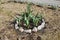 Sprouts of tulips grow up in the ring small flowerbed.