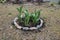 Sprouts of tulips grow up in the ring small flowerbed.