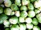 Sprouts veg vegetable christmas fresh