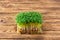 Sprouts of watercress on wooden background