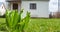 Sprouts of young barley or wheat that have just sprouted in the soil. Close up panorama of sprouted grain leaves on