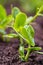 Sprouts of young peas in a field in rows