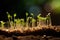 Sprouts of young plants sprout from the soil in sunlight