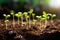 Sprouts of young plants sprout from the soil in sunlight