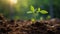 Sprouts of young plants sprout from the soil in sunlight