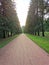 spruce alley with a sandy path in Alexander Park