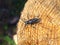 Spruce barbel beetle on a tree cut