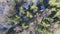 Spruce and bare birches in winter mixed forest, aerial view