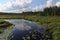 The Spruce Bog