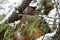 the spruce branch close-up with snow melted in the forest