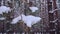 Spruce branch covered with snow, swinging in wind in forest, close-up