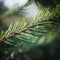 spruce branch with dew drops close-up, shallow depth of field