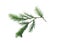 Spruce branch. Green fir. Realistic Christmas tree llustration for Xmas cards, New year party posters isolated Transparent png