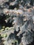 Spruce branch macro photo. Coniferous branch on a dark background.