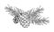 Spruce branch with pinecone. Vector illustration of pine cone and fir twig. Hand drawn graphic clip art on isolated