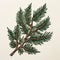 Spruce Branch Stencil: Reviving Historic Art Forms With Photorealistic Detailing