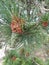 Spruce branch. Suitable for creating Christmas cards, New Year presentationBeautiful of green tropical leaves for different design