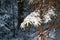 Spruce branch under parkling snow in Christmas mysterious forest