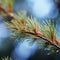 spruce branch with water drops close up in forest. shallow depth of field