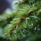 spruce branch with water drops close-up with shallow depth of field