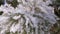 Spruce branches covered with frost in winter forest. closeup. pine covered with hoarfrost, severe frost. christmas park