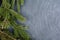 The spruce branches lying on the chalkboard. Christmas tree black background. New Year.