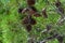 Spruce bumps on a branch close-up.