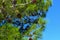 Spruce bumps on a branch close-up.