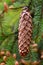 Spruce cone