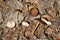 Spruce-cone cap Strobilurus esculentus mushrooms in wild