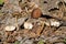 Spruce-cone cap Strobilurus esculentus mushrooms in wild