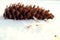 Spruce cone with scattered seeds on the snow, side view - the concept of collecting seeds for growing planting material