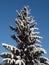 Spruce with cones covered with snow against the blue sky.