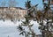 Spruce with cones in winter against the background of a standard building of the fifties of the last century.Winter in a Russian
