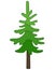 Spruce, coniferous evergreen tree - vector full-color image. Christmas tree