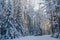 Spruce covered with snow in winter forest. Estonia.